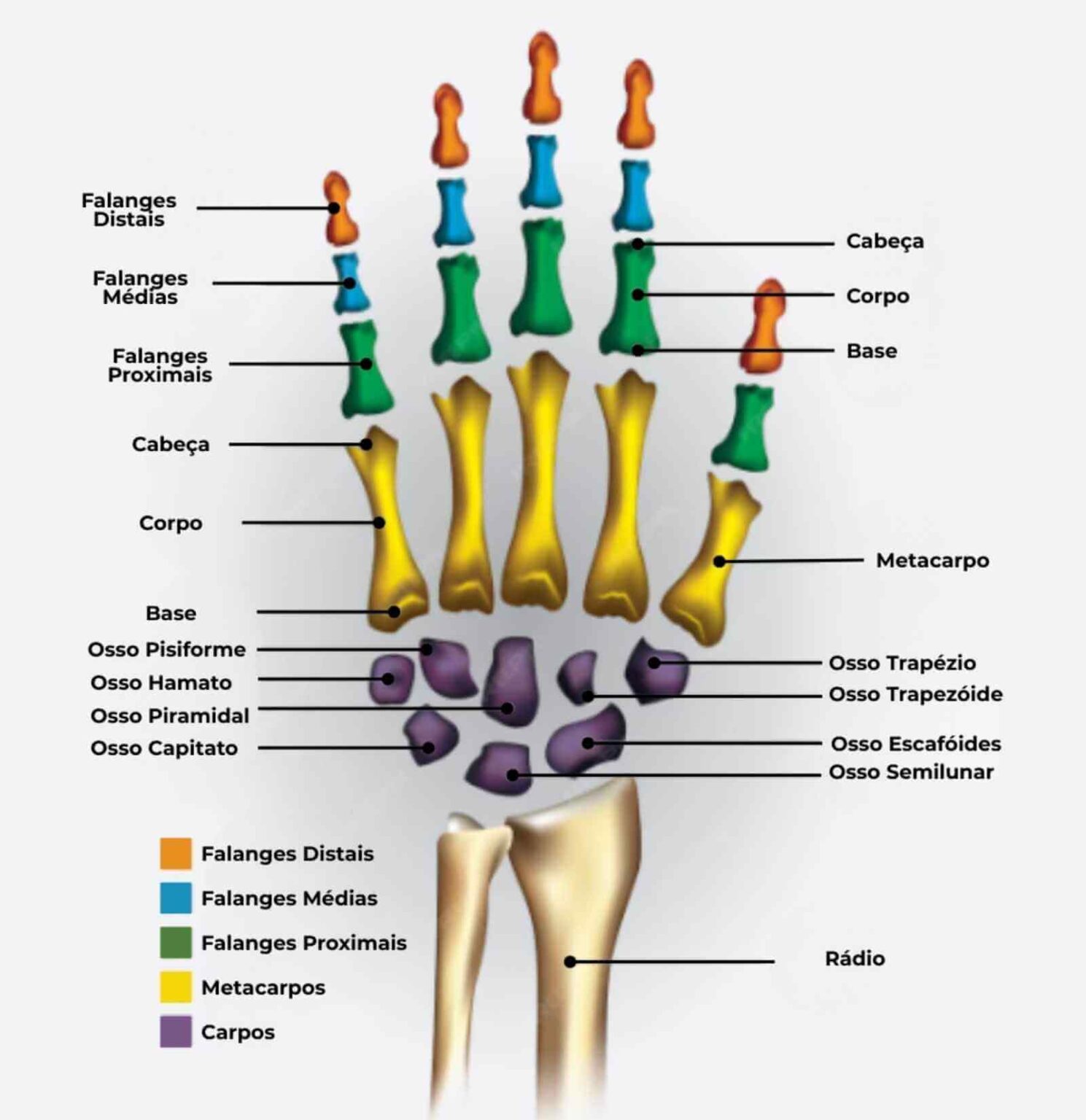Anatomia da Mão: Saiba tudo sobre - Dr. Paulo Randal