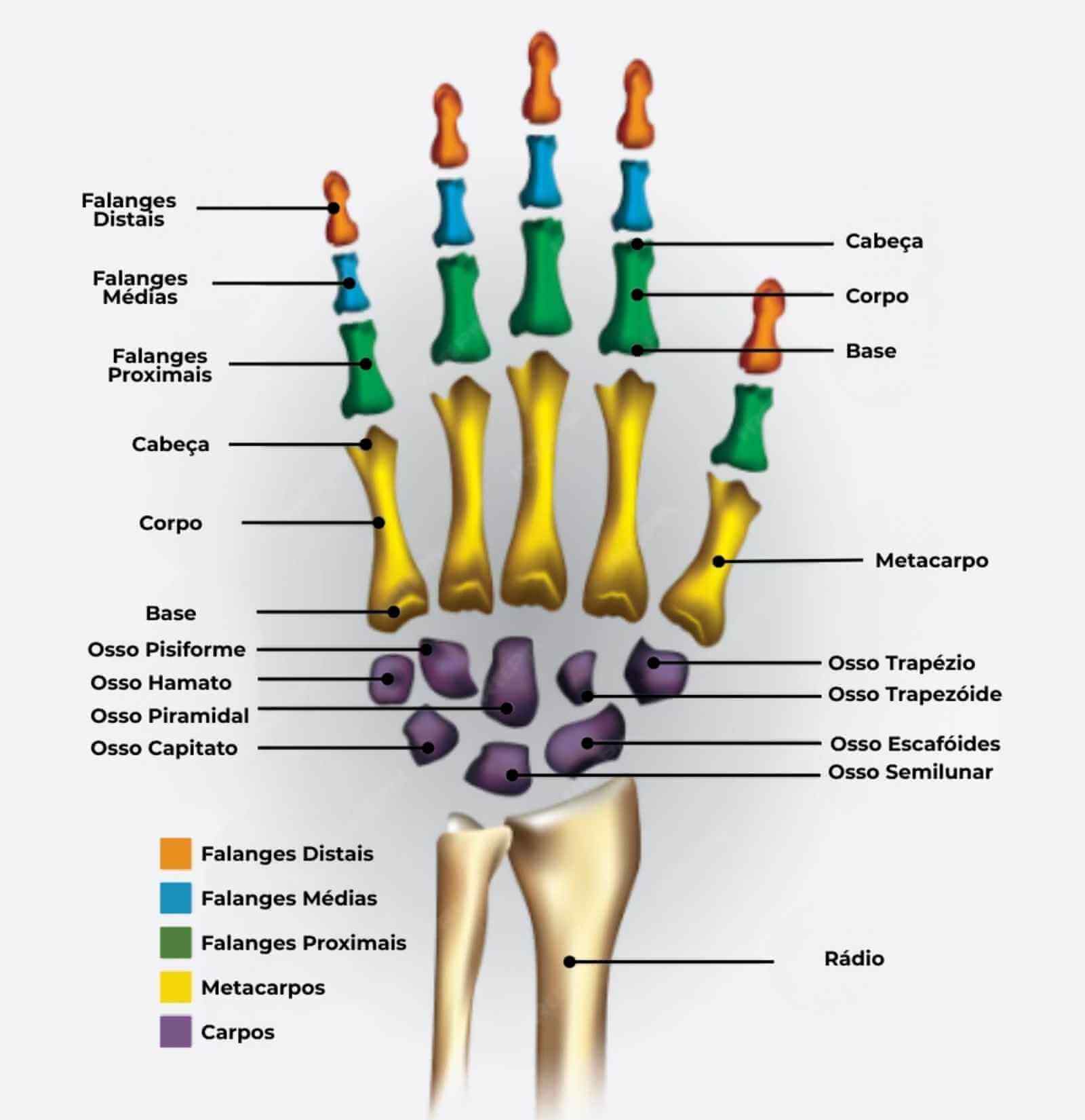 Anatomia da Mão: Saiba tudo sobre - Dr. Paulo Randal